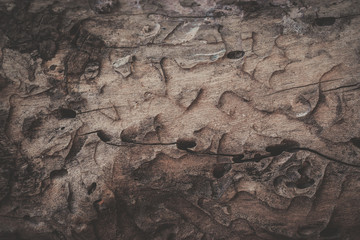 wood texture background