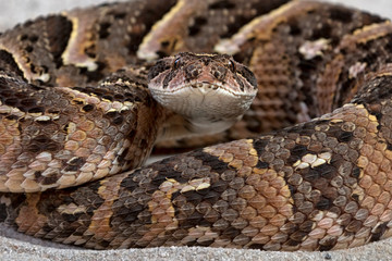 Puffotter (Bitis arietans)
