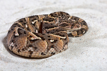 Fototapeta premium Puffotter (Bitis arietans)