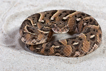 Puffotter (Bitis arietans)
