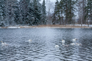 Winter calm landscape on a river with a white swans. Finland, river Kymijoki.