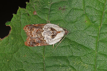 14.09.2018 DE, NRW, Remscheid, Naturschule Grund Acleris variegana, Wickler Acleris variegana ([DENIS & SCHIFFERMšLLER], 1775)