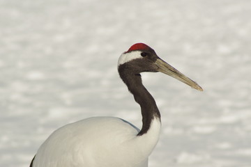 タンチョウヅル