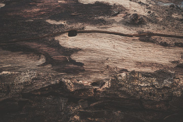 wood texture background