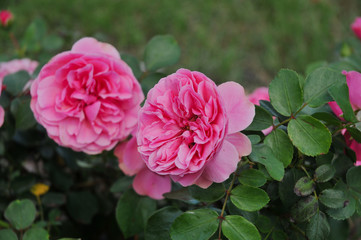 pink rose in the garden