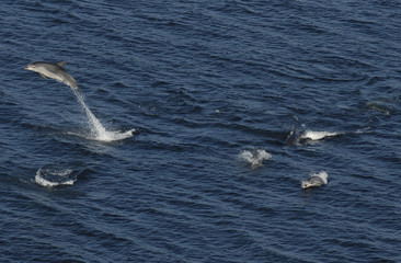 Fototapeta premium image of some dolphins