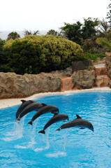 image of some dolphins