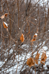 autumn leaves on the background of wood and snow