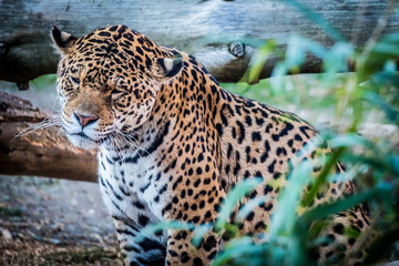 Jaguar