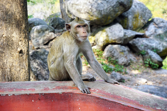Adult monkey sit in temple thailand