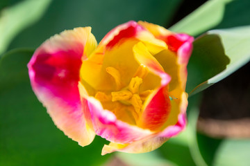 Fototapeta na wymiar tulips in the spring garden