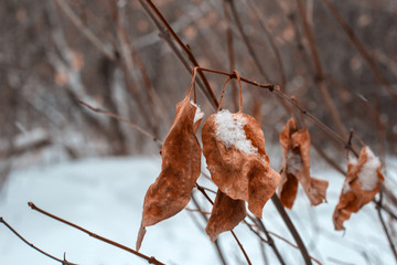 autumn leaves on the background of wood and snow
