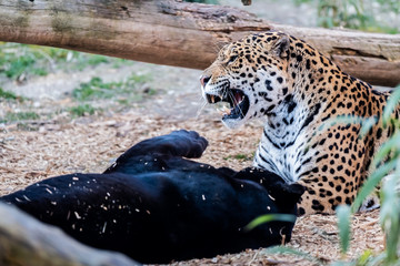 Deux jaguars en train de jouer