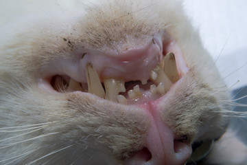 old cat with caries teeth