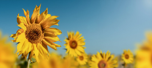 Obraz premium beauty field of sunflower