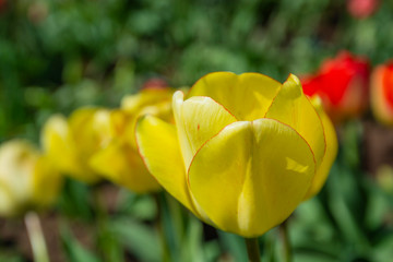 tulips in the spring garden