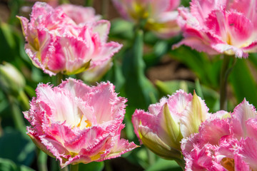 tulips in the spring garden