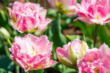 tulips in the spring garden