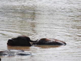 A wild cow is bathing in a lake in Sri Lanka's national Park on a clear day, in its natural habitat.