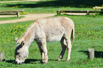 donkey on the grass