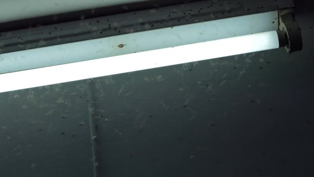 Crowd of brown planthopper flying around neon light at night in  harvest season.