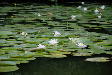 Water Lily flowers .
