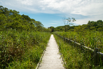 湿原の散策路