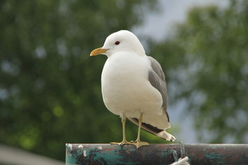 seagull on post