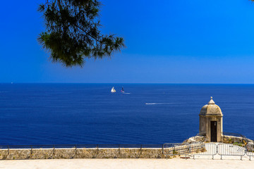 Pine branch and sea in Fontvielle, Monte-Carlo, Monaco, Cote d'Azur, French Riviera