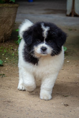 portrait of a fluffy puppy