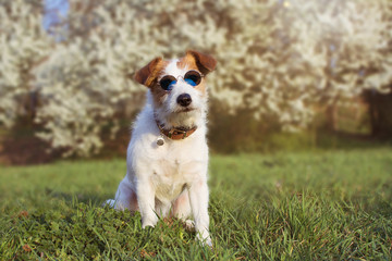PORTRAIT CUTE JACK RUSSELL DOG WEARING SUMMER GLASSES AGAINST FLORAL SRPING BACKGROUND.