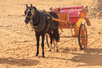 Horse chariot in desert