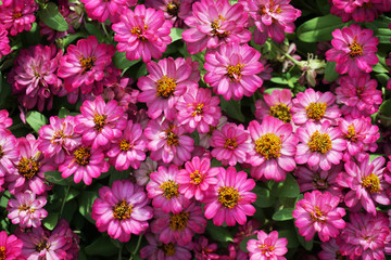 Obraz na płótnie Canvas Close up small pink flowers field background