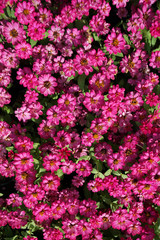 Close up small pink flowers field background