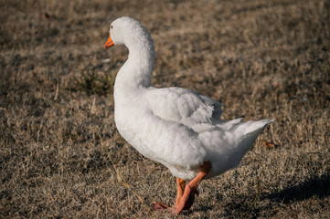 goose