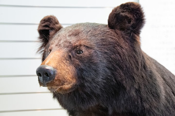 クマの剥製　Stuffed Bear