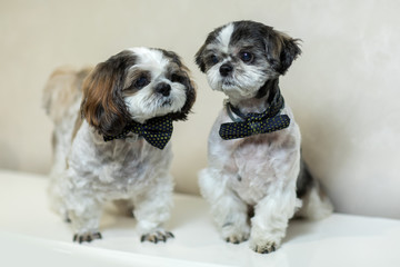 Two Shih Tzus sitting next to each other, looking at the camera, isolated on white