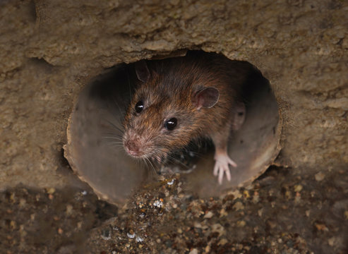 Closeup of rat on a sewer