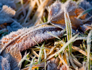 Frosty grass