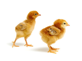 cute little newborn chickens