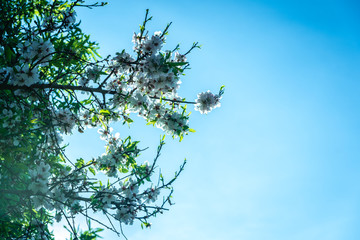 Detail branches of almond trees flowered with the first green almonds of the season.