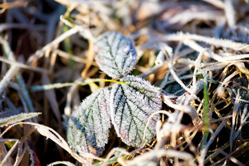 frost leaves