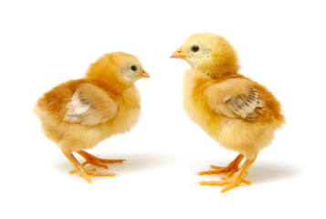 Chicks isolated on white