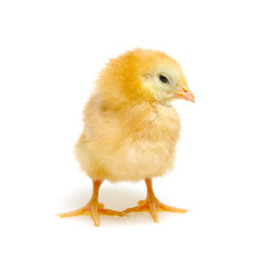Chicks isolated on white