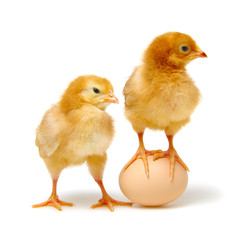 brown egg and chicks isolated on a white