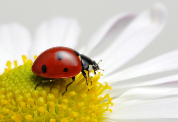 Ladybug on a flower