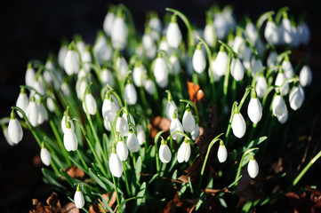 Snowdrops flowers
