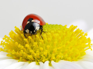 Ladybug on a flower