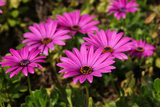 Pink  African Daisy 