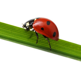 Ladybug on grass